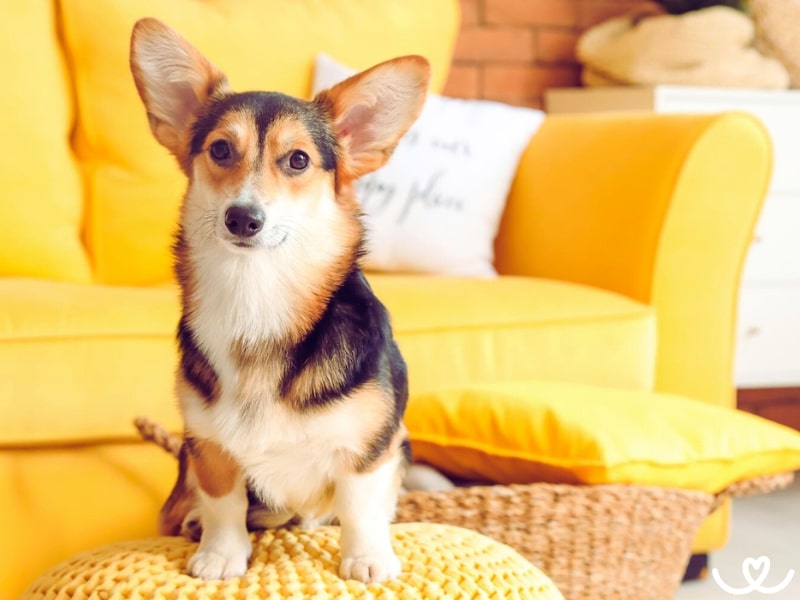 Plemeno-welsh-corgi-pembroke (17)